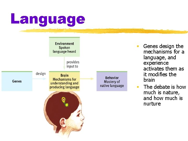 Language § Genes design the mechanisms for a language, and experience activates them as