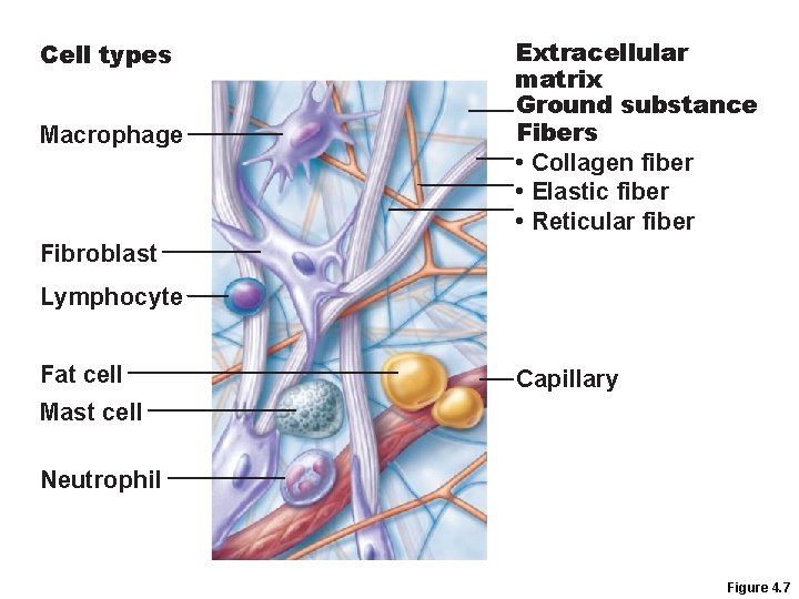 Cell types Macrophage Extracellular matrix Ground substance Fibers • Collagen fiber • Elastic fiber