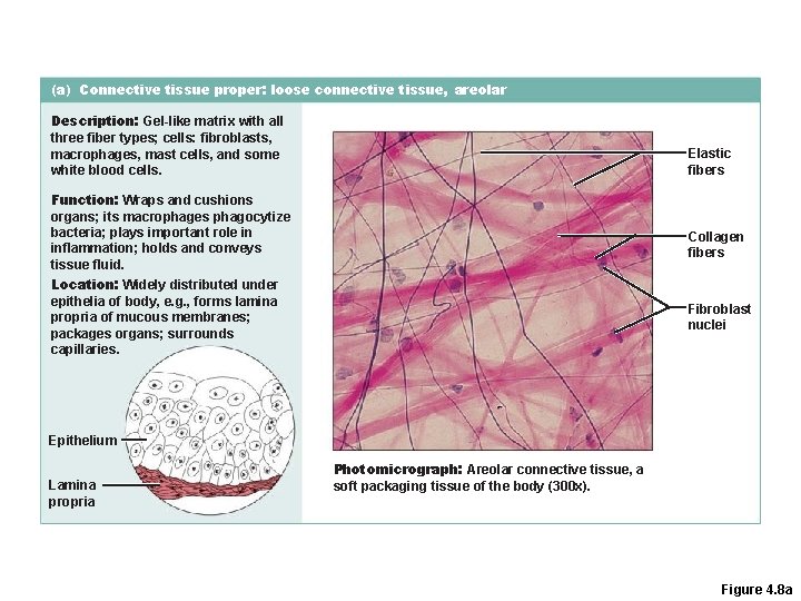 (a) Connective tissue proper: loose connective tissue, areolar Description: Gel-like matrix with all three