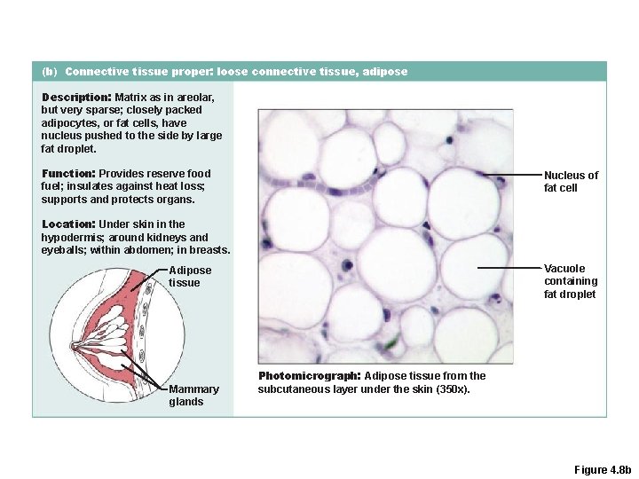 (b) Connective tissue proper: loose connective tissue, adipose Description: Matrix as in areolar, but