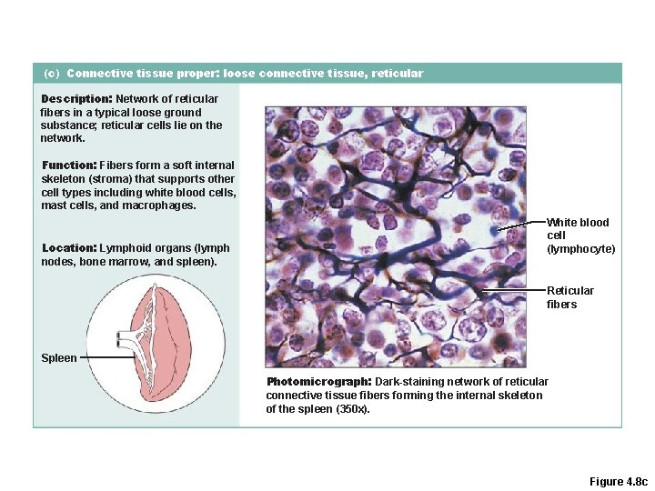 (c) Connective tissue proper: loose connective tissue, reticular Description: Network of reticular fibers in