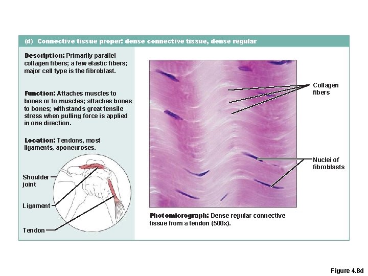 (d) Connective tissue proper: dense connective tissue, dense regular Description: Primarily parallel collagen fibers;