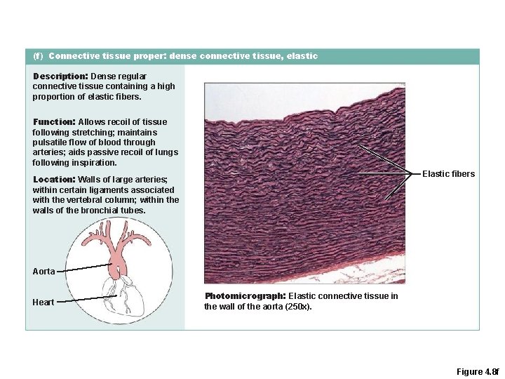 (f) Connective tissue proper: dense connective tissue, elastic Description: Dense regular connective tissue containing