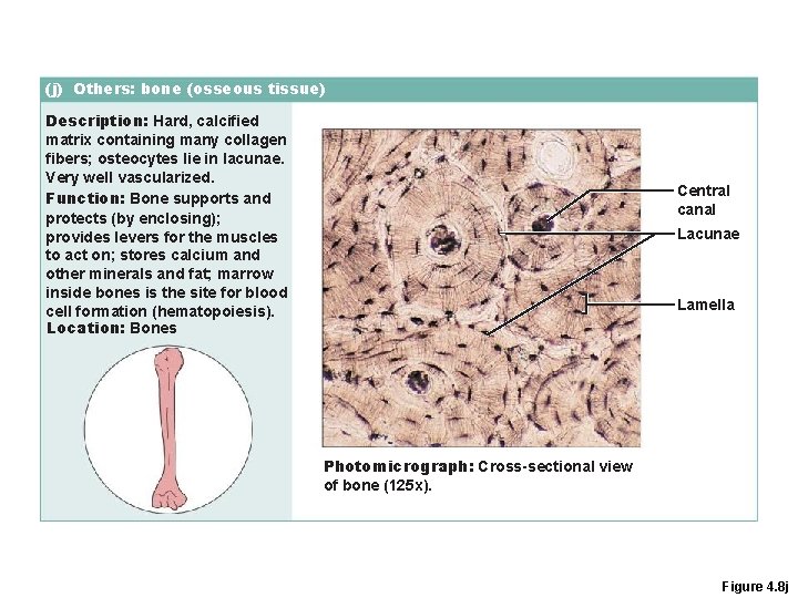 (j) Others: bone (osseous tissue) Description: Hard, calcified matrix containing many collagen fibers; osteocytes
