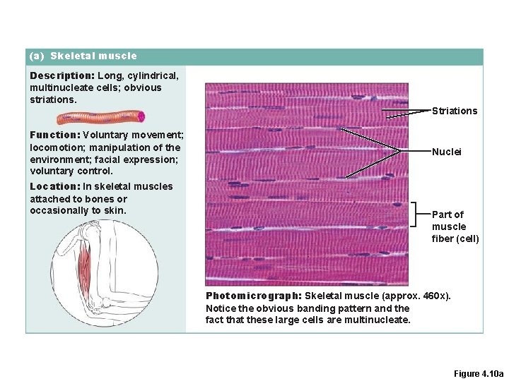 (a) Skeletal muscle Description: Long, cylindrical, multinucleate cells; obvious striations. Striations Function: Voluntary movement;