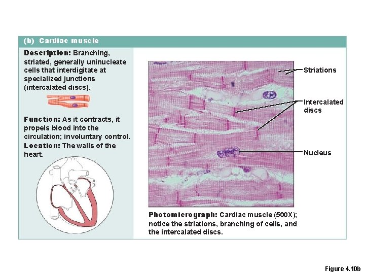 (b) Cardiac muscle Description: Branching, striated, generally uninucleate cells that interdigitate at specialized junctions