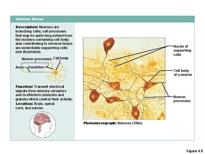 Nervous tissue Description: Neurons are branching cells; cell processes that may be quite long