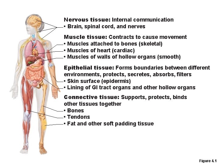 Nervous tissue: Internal communication • Brain, spinal cord, and nerves Muscle tissue: Contracts to