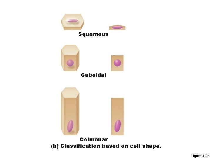 Squamous Cuboidal Columnar (b) Classification based on cell shape. Figure 4. 2 b 