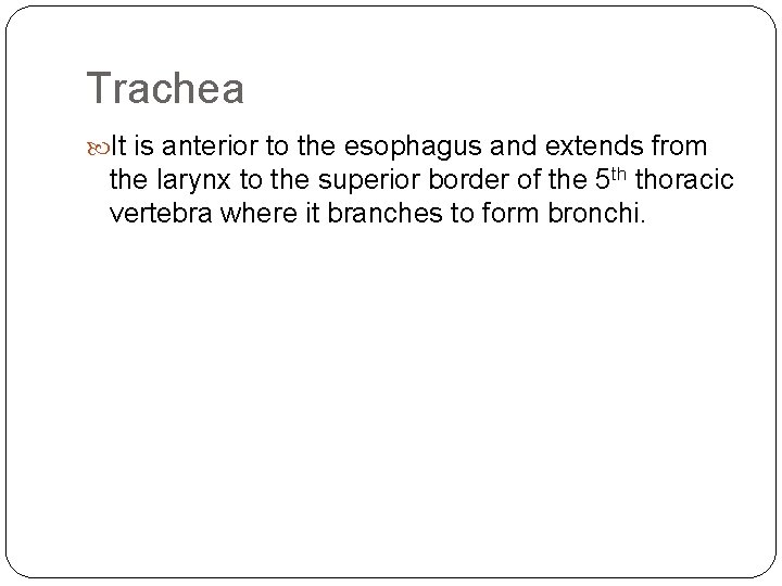 Trachea It is anterior to the esophagus and extends from the larynx to the