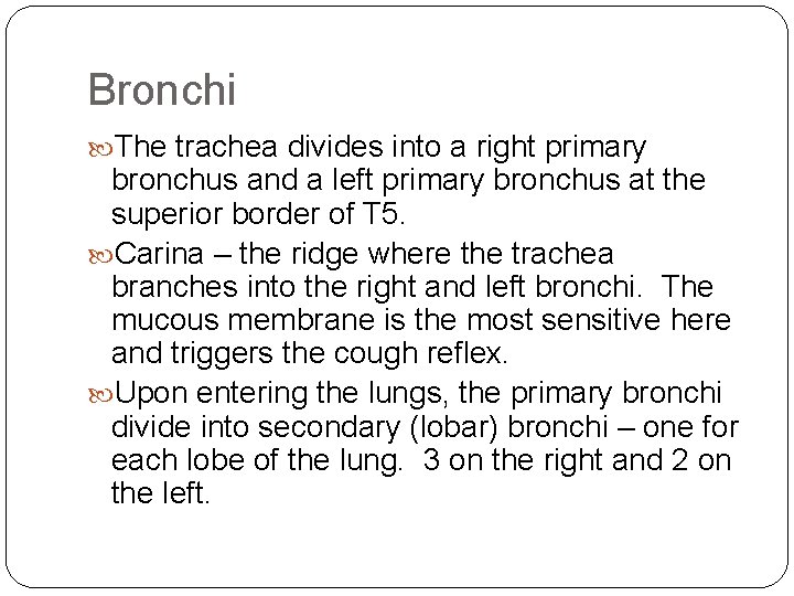 Bronchi The trachea divides into a right primary bronchus and a left primary bronchus