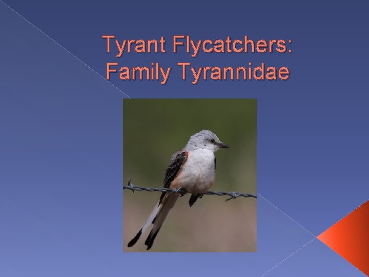 Tyrant Flycatchers: Family Tyrannidae 