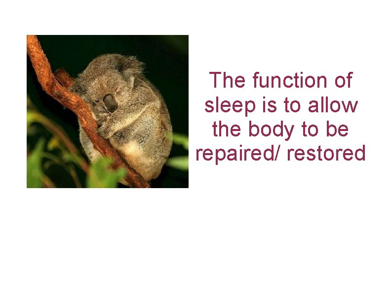 The function of sleep is to allow the body to be repaired/ restored 