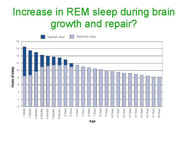 Increase in REM sleep during brain growth and repair? 