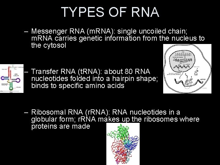 TYPES OF RNA – Messenger RNA (m. RNA): single uncoiled chain; m. RNA carries