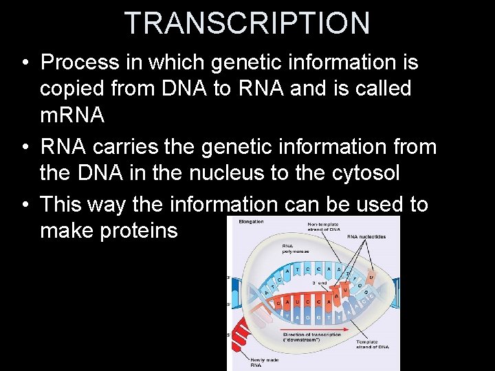 TRANSCRIPTION • Process in which genetic information is copied from DNA to RNA and