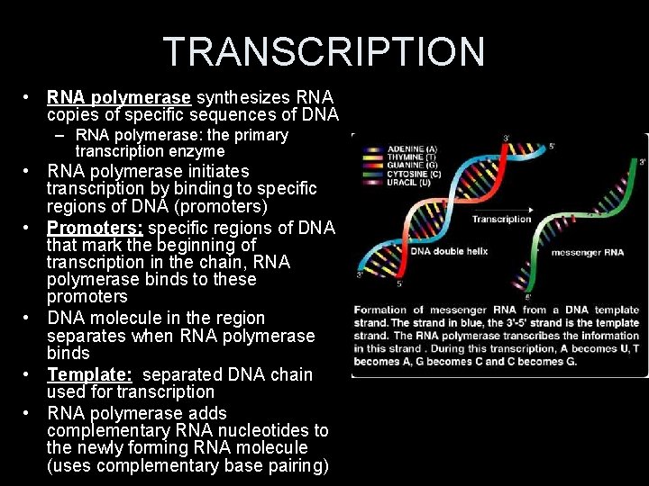 TRANSCRIPTION • RNA polymerase synthesizes RNA copies of specific sequences of DNA – RNA