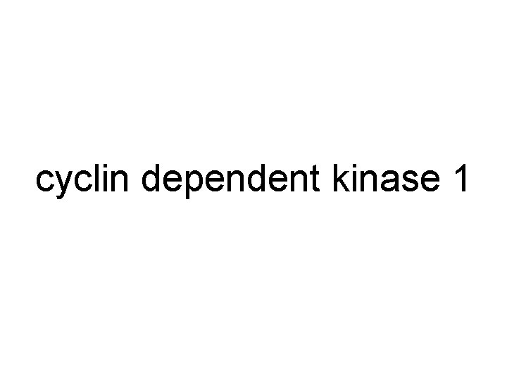 cyclin dependent kinase 1 