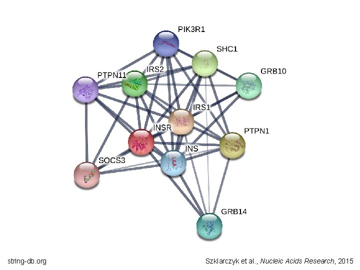 string-db. org Szklarczyk et al. , Nucleic Acids Research, 2015 