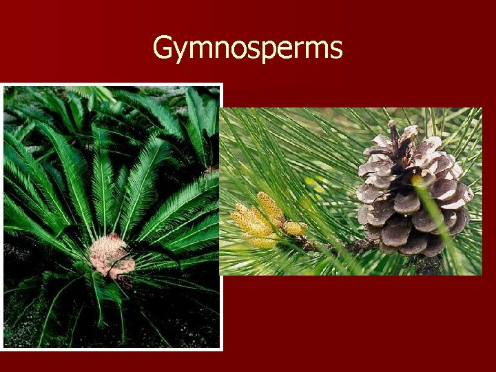 Gymnosperms 