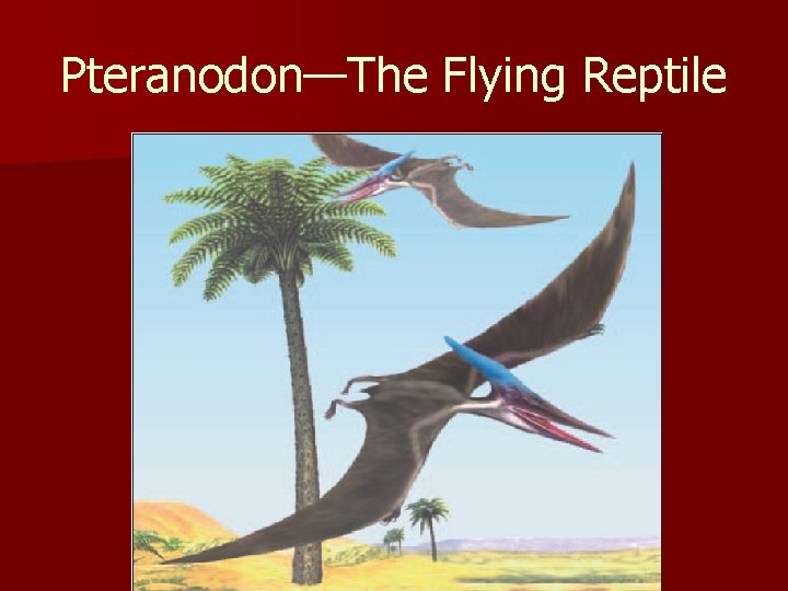 Pteranodon—The Flying Reptile 