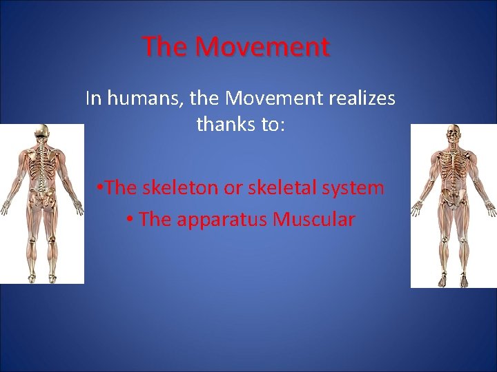 The Movement In humans, the Movement realizes thanks to: • The skeleton or skeletal