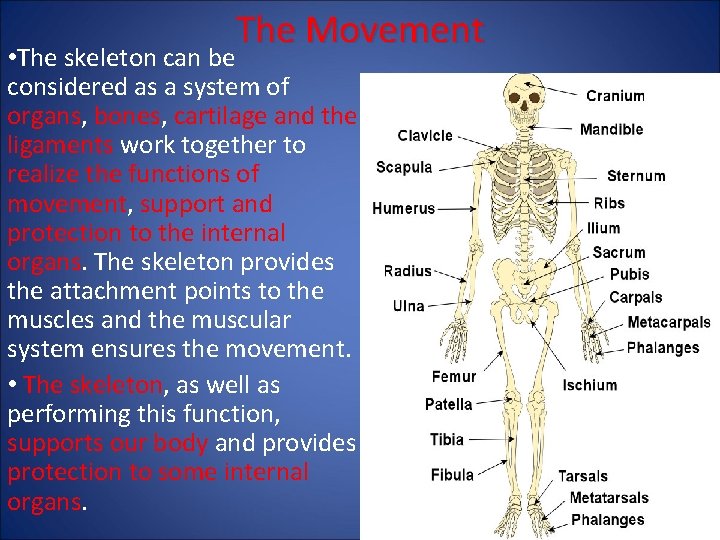 The Movement • The skeleton can be considered as a system of organs, bones,