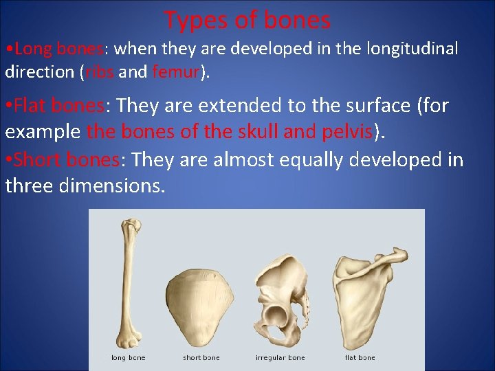 Types of bones • Long bones: when they are developed in the longitudinal direction