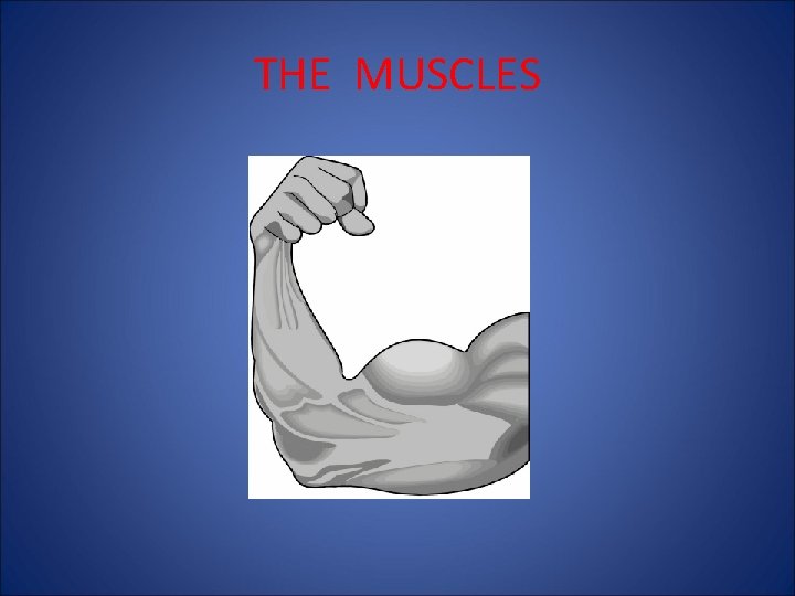 THE MUSCLES 