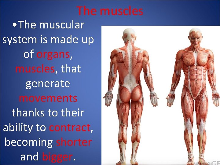 The muscles • The muscular system is made up of organs, muscles, that generate