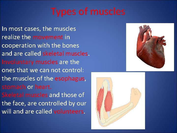 Types of muscles In most cases, the muscles realize the movement in cooperation with