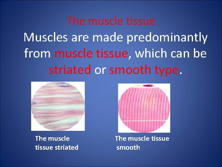 The muscle tissue Muscles are made predominantly from muscle tissue, which can be striated