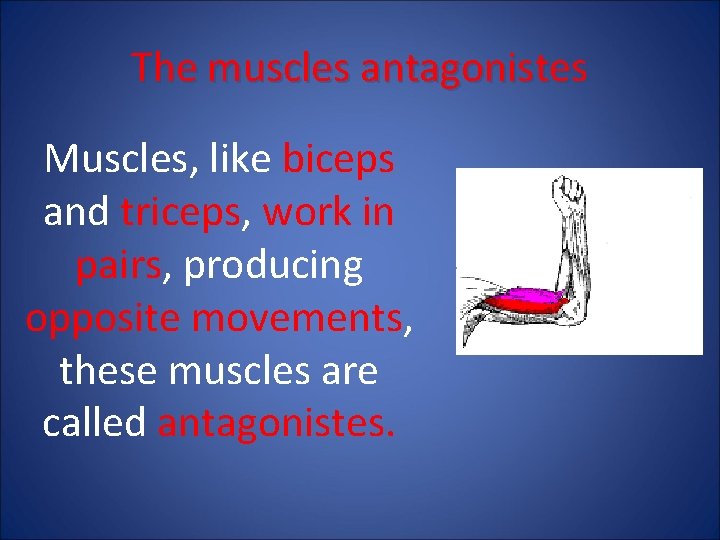 The muscles antagonistes Muscles, like biceps and triceps, work in pairs, producing opposite movements,