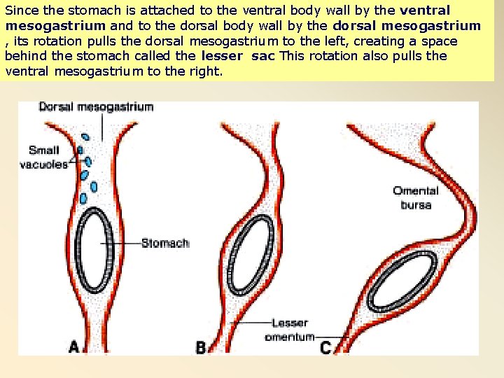 Since the stomach is attached to the ventral body wall by the ventral mesogastrium