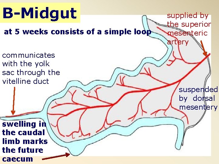 B-Midgut at 5 weeks consists of a simple loop communicates with the yolk sac