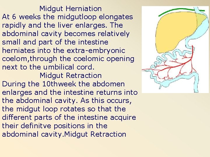 Midgut Herniation At 6 weeks the midgutloop elongates rapidly and the liver enlarges. The