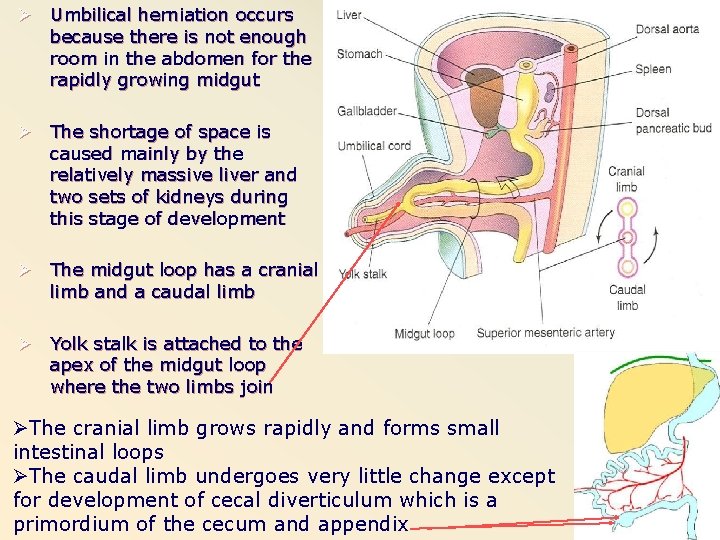 Ø Umbilical herniation occurs because there is not enough room in the abdomen for