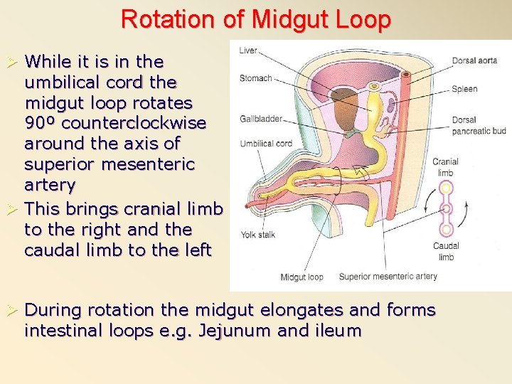 Rotation of Midgut Loop Ø While it is in the umbilical cord the midgut