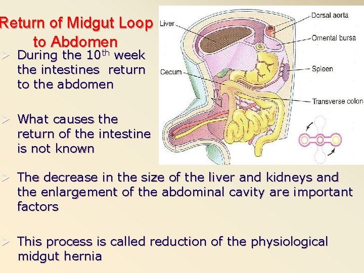 Return of Midgut Loop to Abdomen Ø During the 10 th week the intestines
