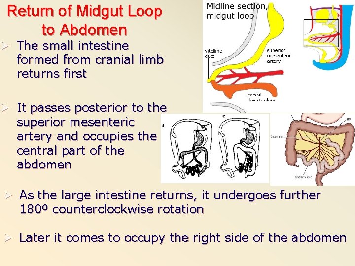 Return of Midgut Loop to Abdomen Ø The small intestine formed from cranial limb