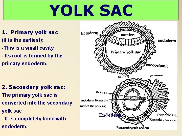 YOLK SAC 1. Primary yolk sac (it is the earliest): -This is a small