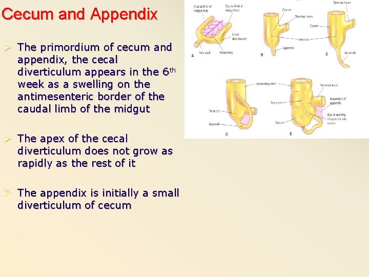 Cecum and Appendix Ø The primordium of cecum and appendix, the cecal diverticulum appears