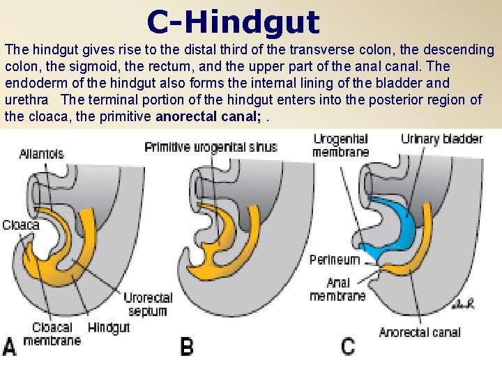 C-Hindgut The hindgut gives rise to the distal third of the transverse colon, the