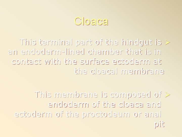 Cloaca This terminal part of the hindgut is Ø an endoderm-lined chamber that is