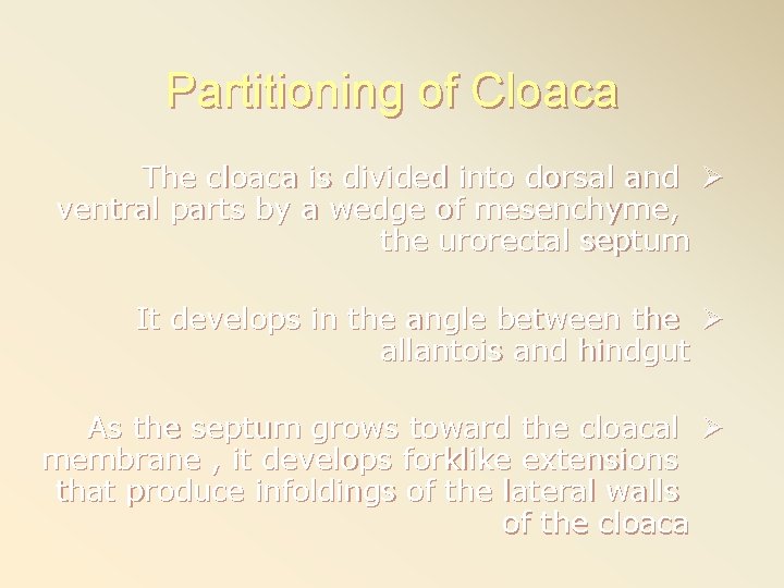 Partitioning of Cloaca The cloaca is divided into dorsal and Ø ventral parts by