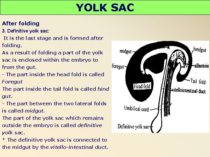 YOLK SAC After folding 3. Definitive yolk sac: It is the last stage and