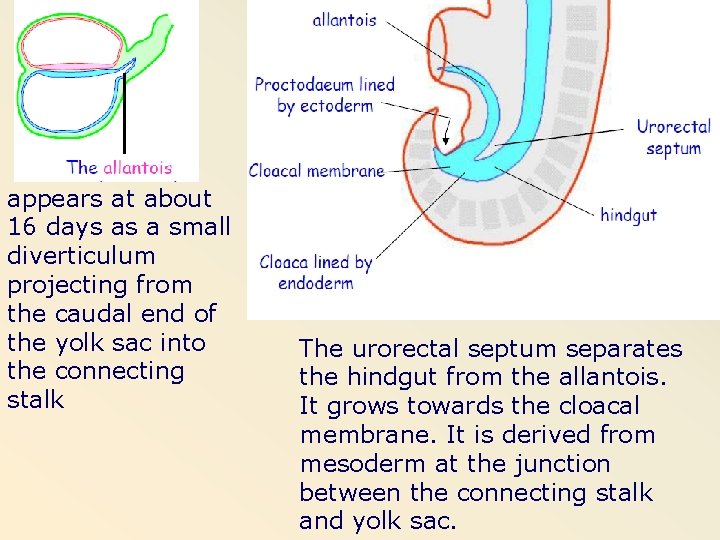 appears at about 16 days as a small diverticulum projecting from the caudal end