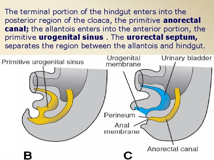 The terminal portion of the hindgut enters into the posterior region of the cloaca,