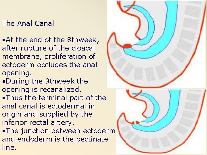 The Anal Canal • At the end of the 8 thweek, after rupture of