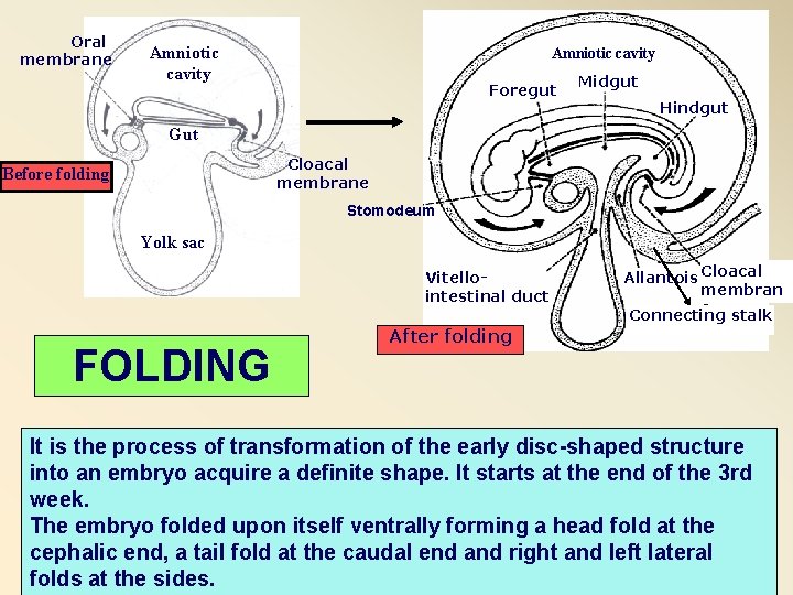 Oral membrane Amniotic cavity Foregut Midgut Hindgut Gut Cloacal membrane Before folding Stomodeum Yolk